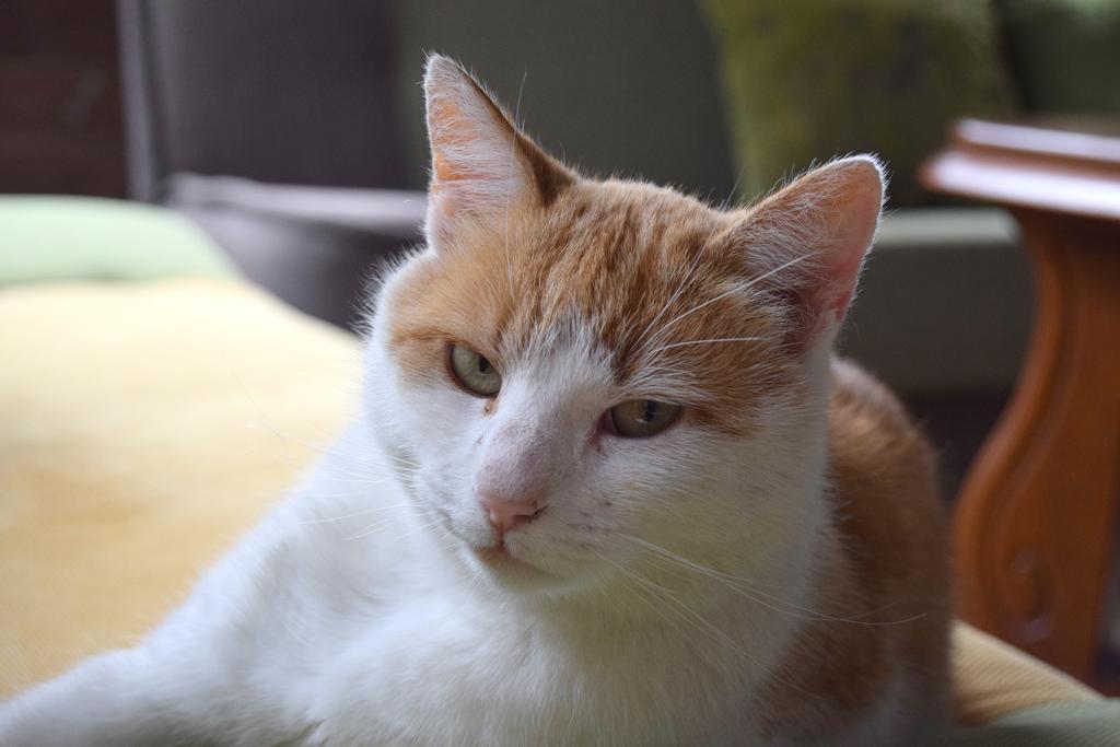 Chata Skrzata Kruszyn  Esterno foto